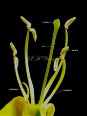  Stamens and Pistil